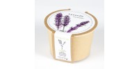 Minipot lavender