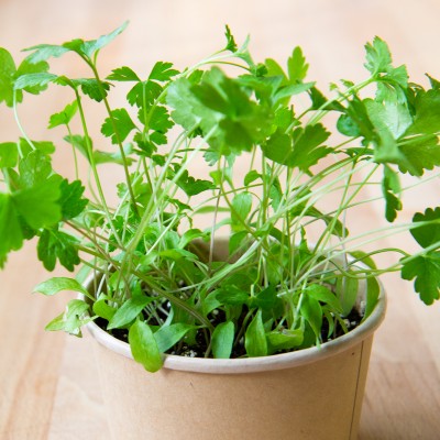 Minipot parsley