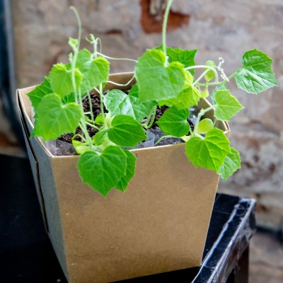 Terreau en vrac - Mano verde - semis et plante d'intérieur